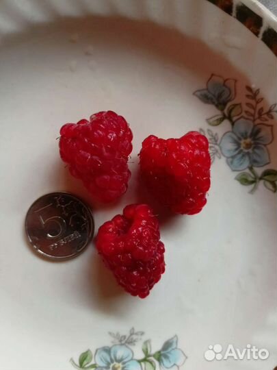 Лилия, саженцы малины