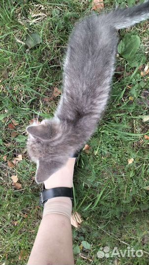 Котёнок серый бесплатно