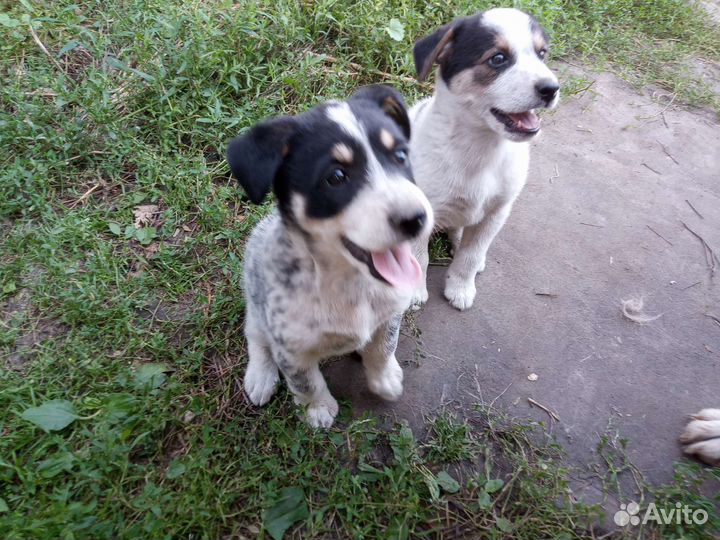 Щенки в добрые руки