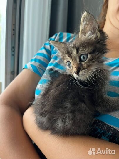 Милейший котик, 1.5 месяца