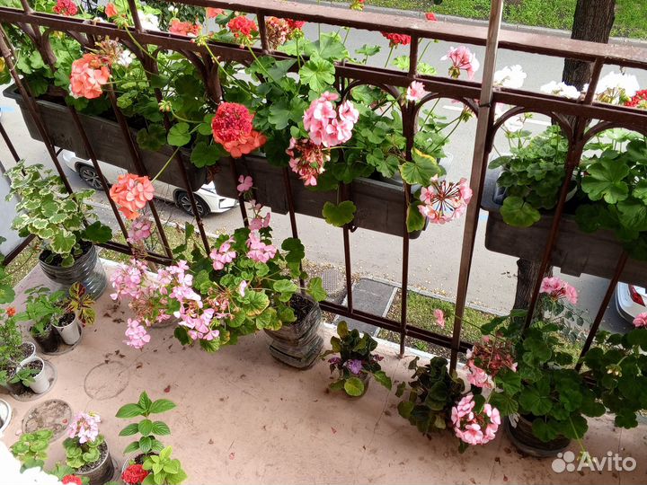 Цветущие герани