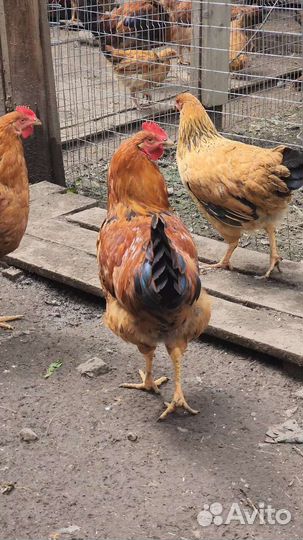 Петухи кучинская юбилейная