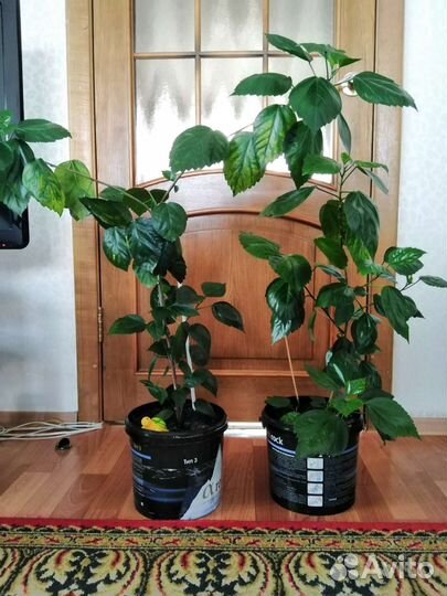 Гибискус китайская роза