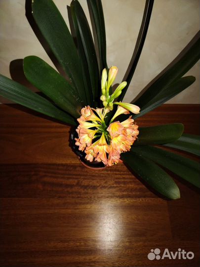 Комнатные цветы кливия