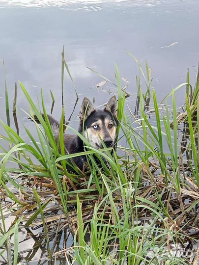 Собака-охотник