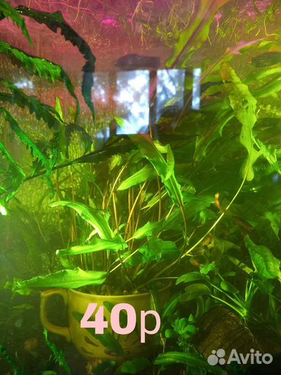 Аквариумные растения,меченосцы,корм для рыб,улитки