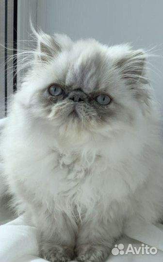 Персидская гималайская голубоглазая блю поинт