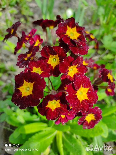 Примулы садовые