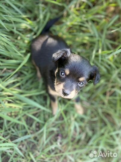 Щенки Той-терьера