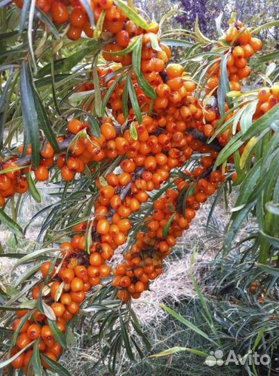 Облепиха,Шелковица,Саженцы Годжи (Дереза,Лициум)