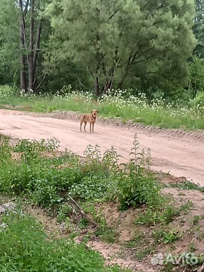 Найдена русская гончая