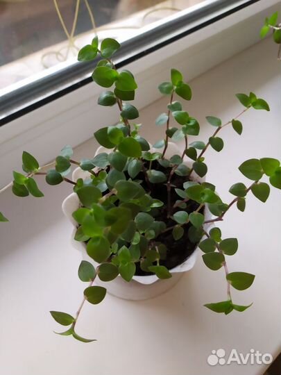 Callisia Каллизия зелёная