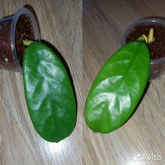 Хойя hoya