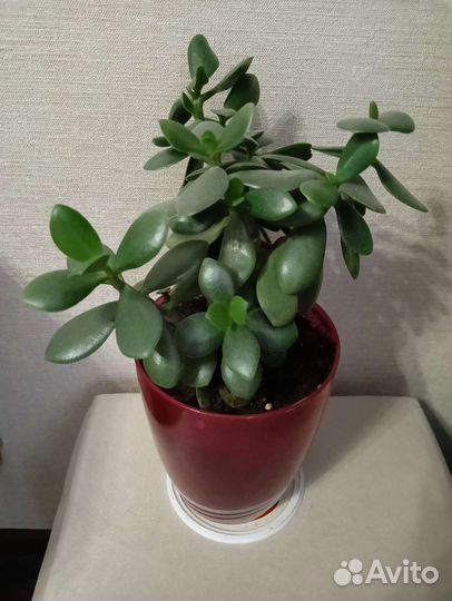 Аглаонема и денежное дерево