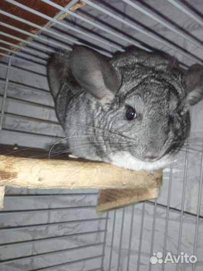 Серебристая шиншилла вязка