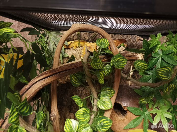 Террариумы под ключ