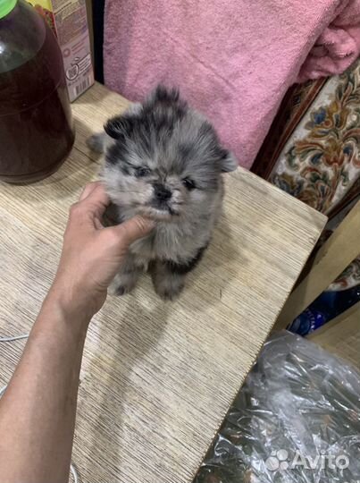 Померанский шпиц тип мишка -голубой мерль Яночка