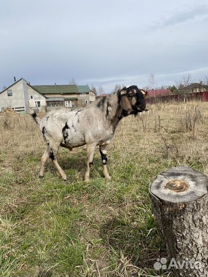 Англо нубийский козел