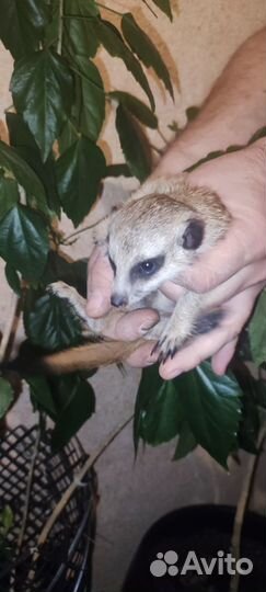 Сурикат малыши 1,5 месяца