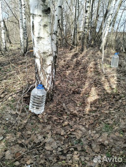 Березовый сок