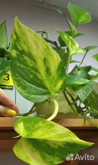 Комнатные растения