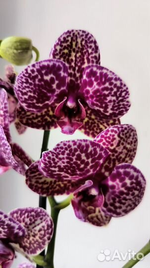 Орхидея фаленопсис Дикий кот Wild Cat цветущий