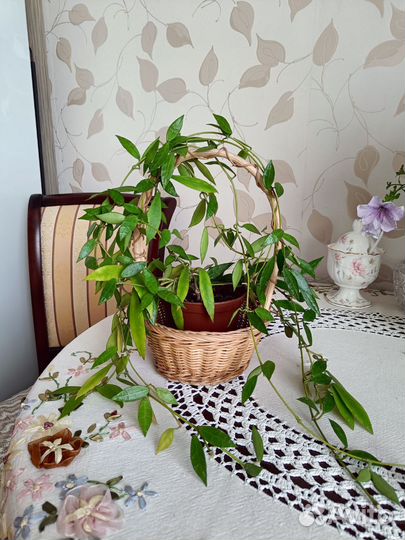 Взрослая Хойя Лакуноза