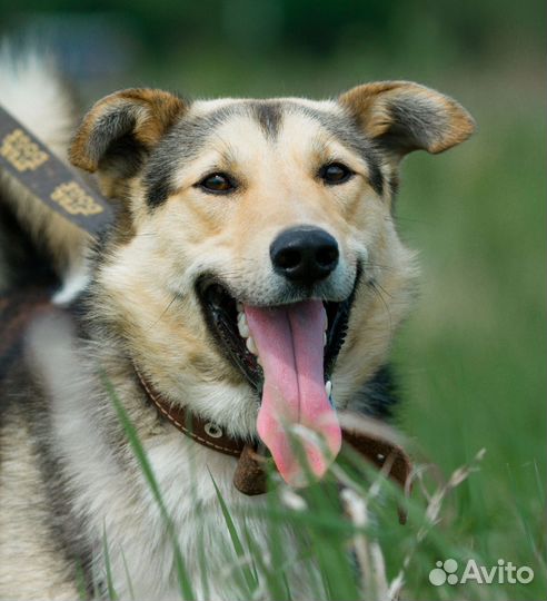 Собака в добрые руки Митяй