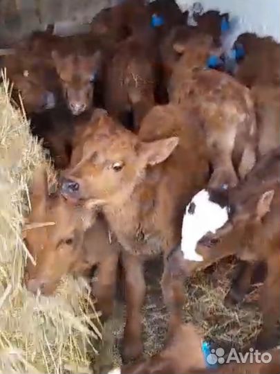 Телята бычки