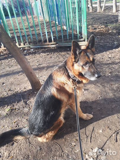 Выгул собак