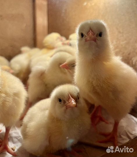 Цыплята бройлеры кобб 500 и др. импорт