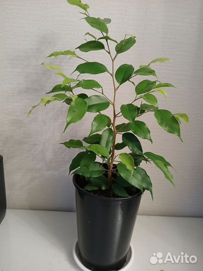 Фикус Бенджамина