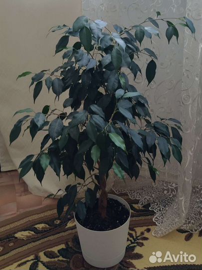 Комнатный цветок Фикус Бенджамина