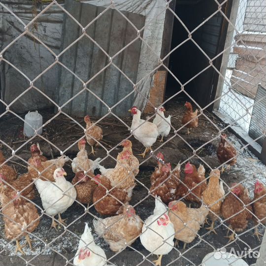 Куры канадки цена а всех