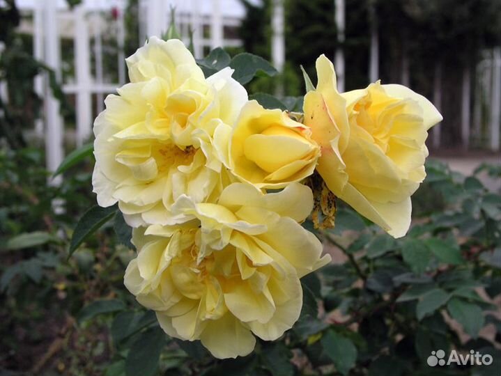 Роза-ругоза, шиповник зкс