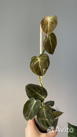 Филодендрон меланохризум