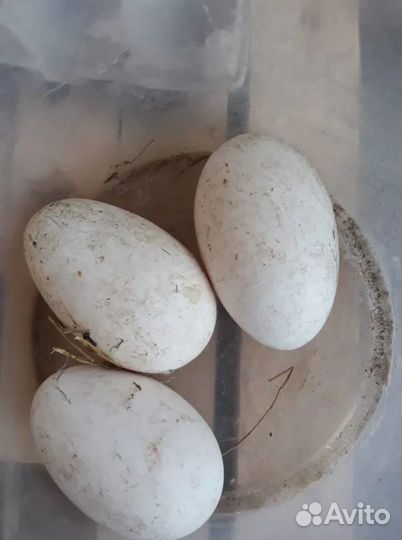 Яйцо гусиное инкубационное