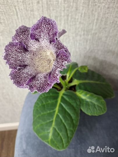 Глоксиния цветущая