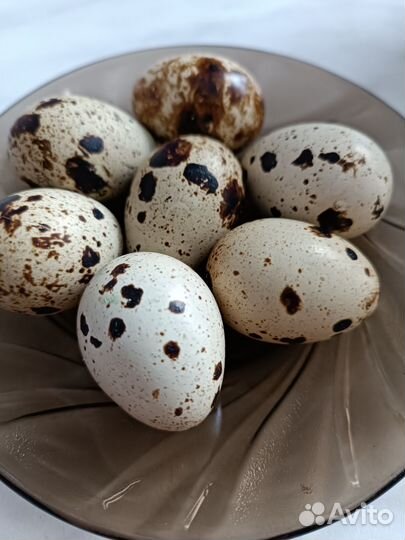 Яйца перепелиные домашние