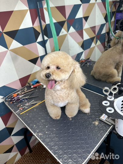 Груминг в салоне