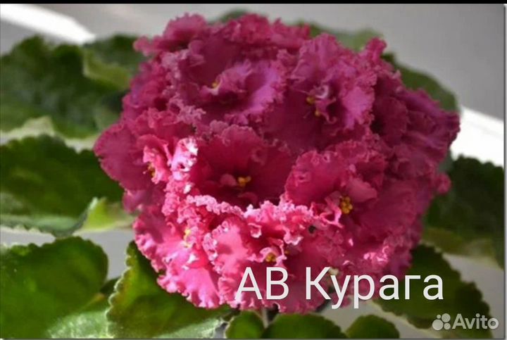 Фиалка детки