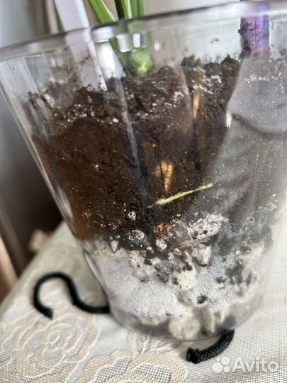 Спатифиллум picasso