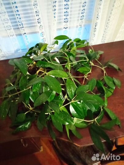 Хоя огромная