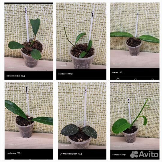 Хойи и фиттонии