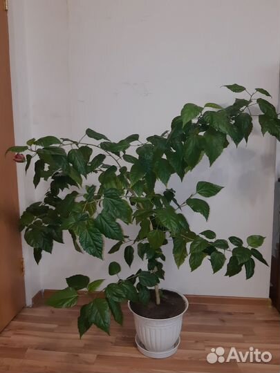 Гибискус Китайская роза