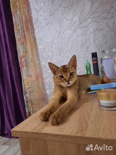 Вязка Чаузи F3 (Абиссинская)