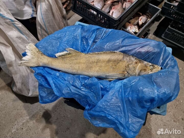 Речная рыба