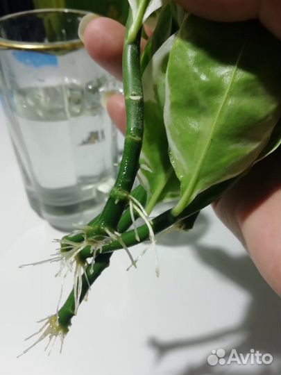 Цветок комнатный. Педилантус. Черенки