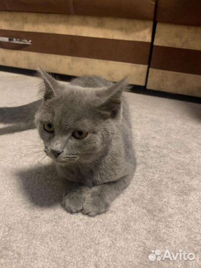 Шотландская кошка