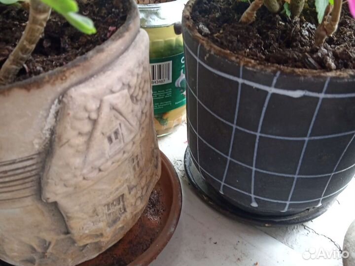 Пеларгония герань. Хлорофитум